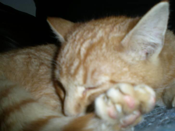 Huskat Otto RIP - En stille stund billede 7