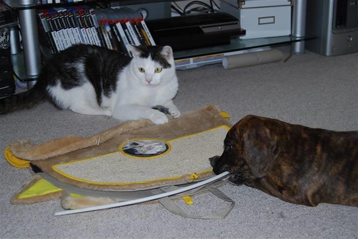 Blanding af racer Figaro billede 11