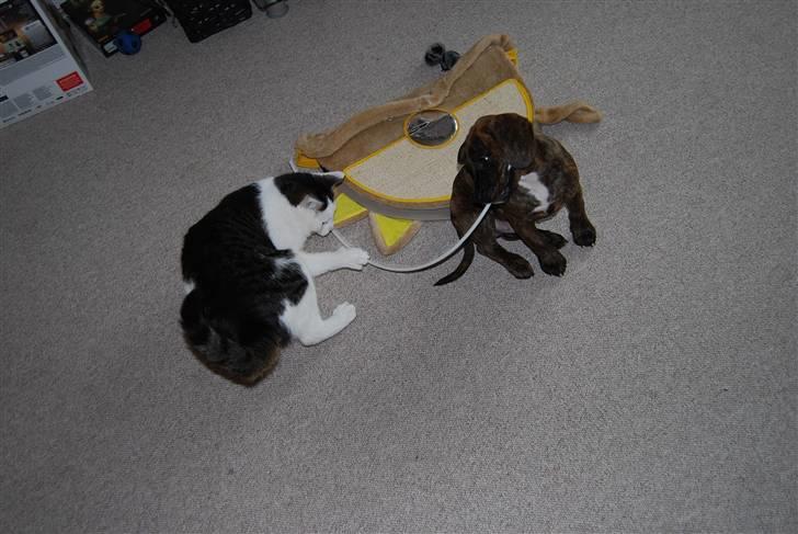 Blanding af racer Figaro billede 12