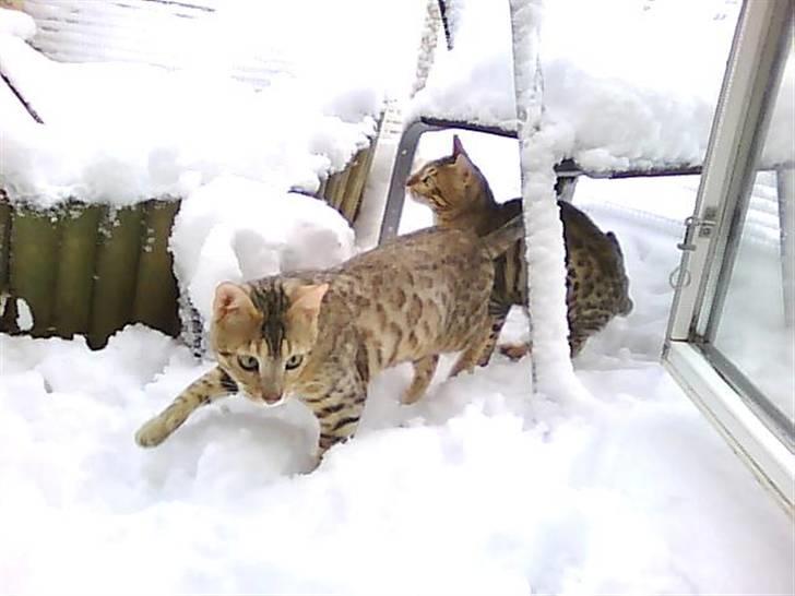 Bengal Seven of Diamond - Drengene ude i løbegården for første gang. Seven forrest billede 6