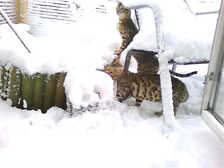 Bengal Seven of Diamond - Ace foran og Seven bag billede 7