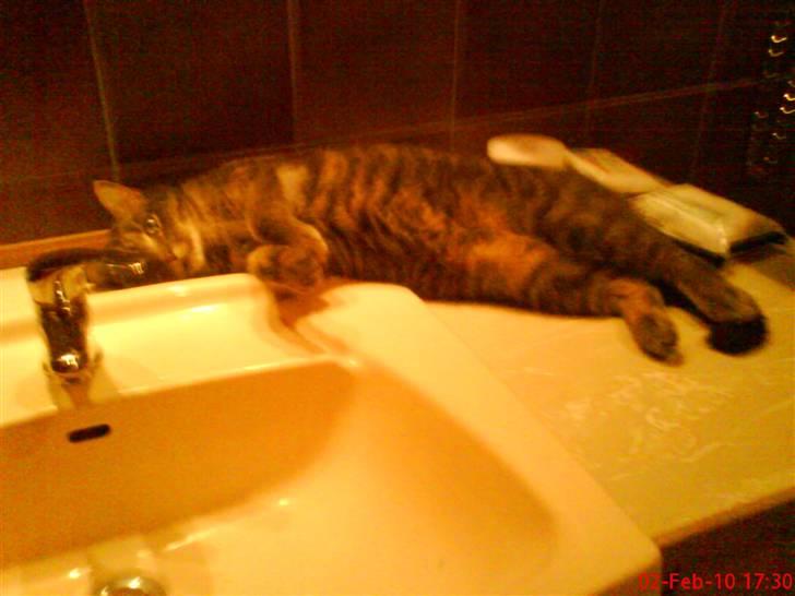 Huskat felix - slapper af:) billede 10