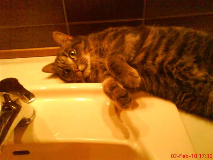 Huskat felix - tager lige en slapper:) billede 11