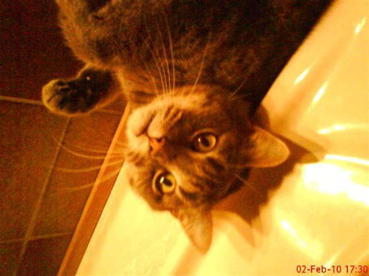 Huskat felix - jeg vil lige vende på hoved:) billede 13