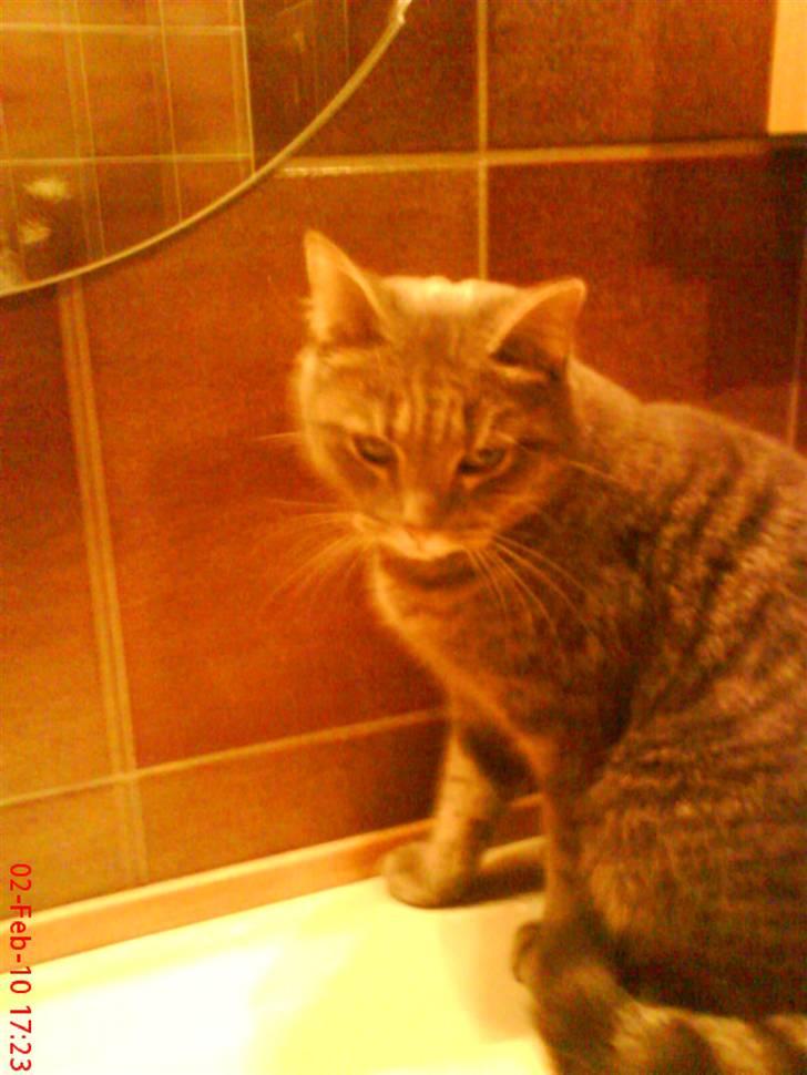 Huskat felix - kigger ned i håndvasken:) billede 14