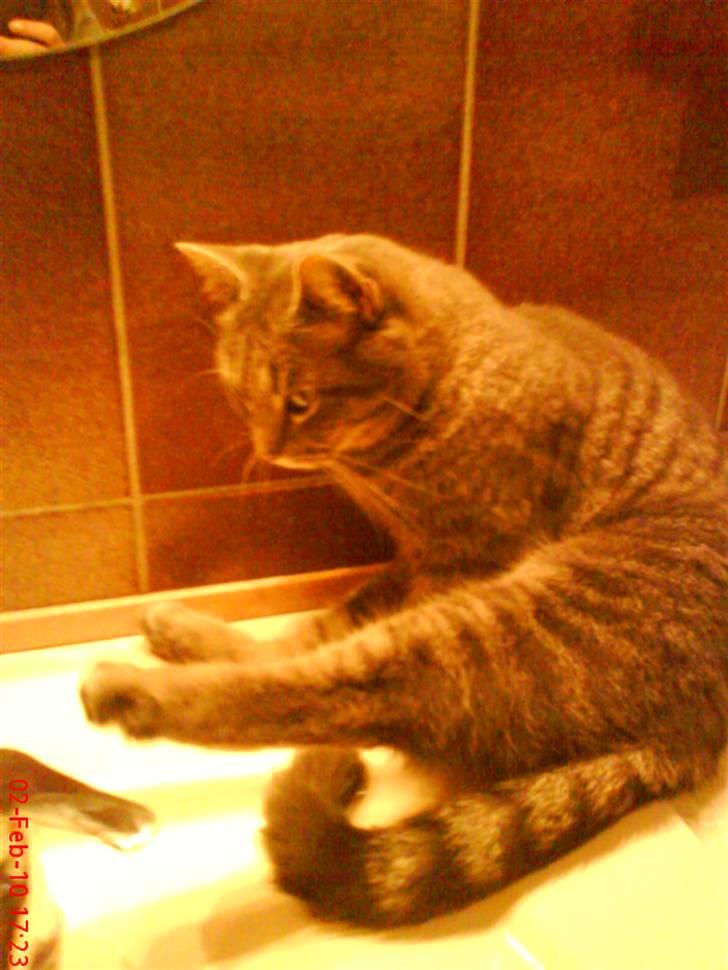 Huskat felix billede 15