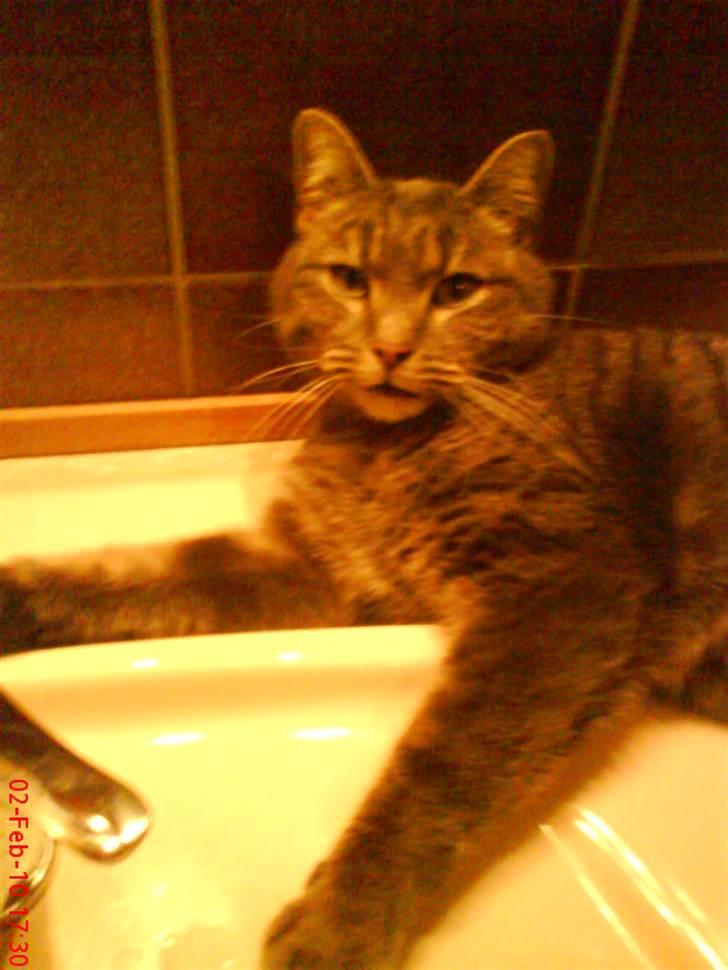 Huskat felix billede 16