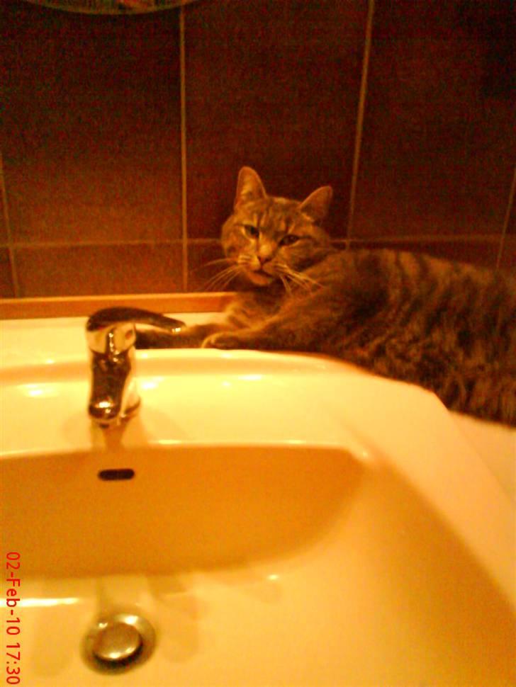 Huskat felix billede 17