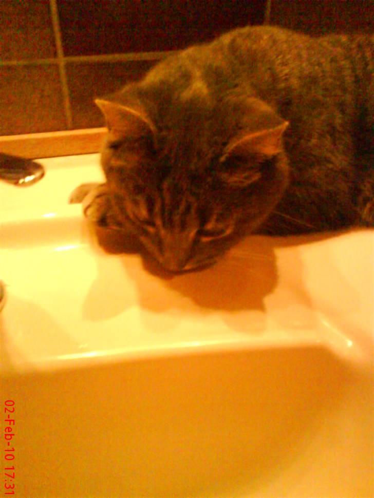 Huskat felix - håndvasken er sjovt at kigge på:) billede 18