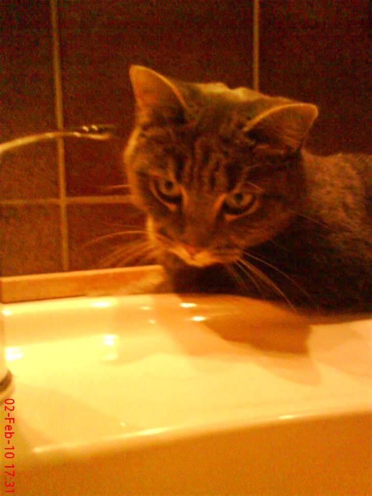 Huskat felix billede 19