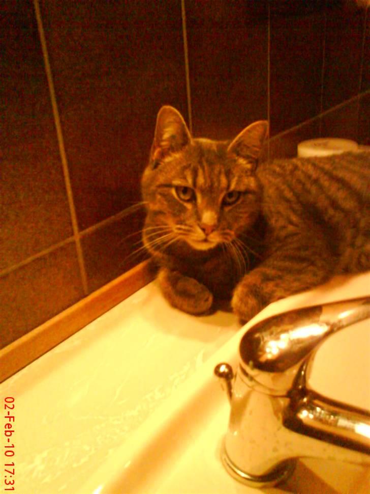 Huskat felix billede 20