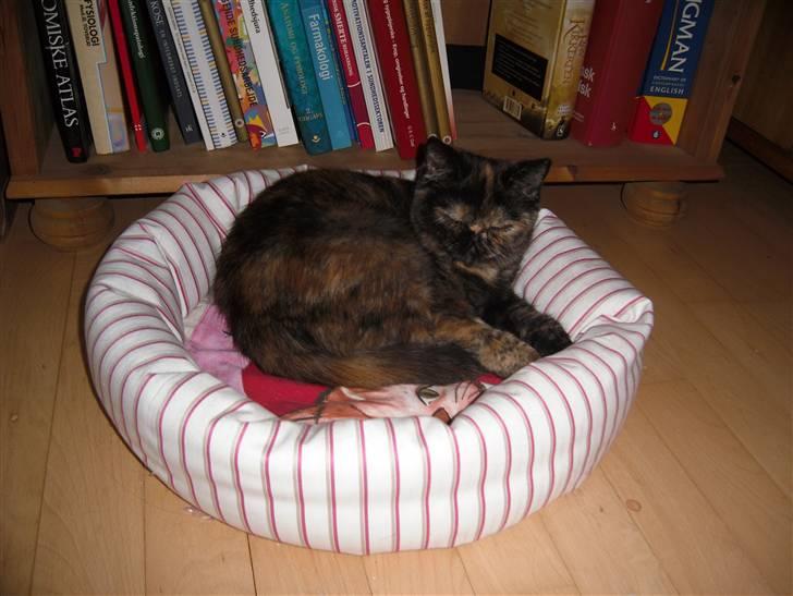 Exotic Coco Chanel *Joynes Nesbi - Uhm, dejlig blød katteseng.. billede 2