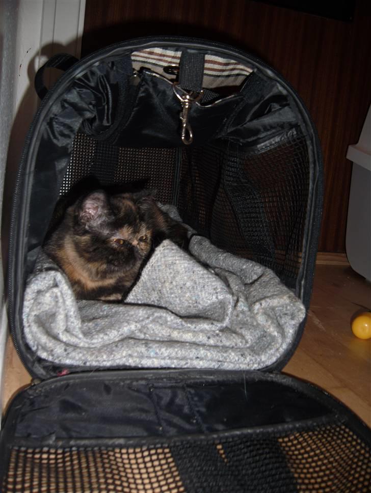 Exotic Coco Chanel *Joynes Nesbi - Coco da hun lige var kommet hjem til os. billede 5