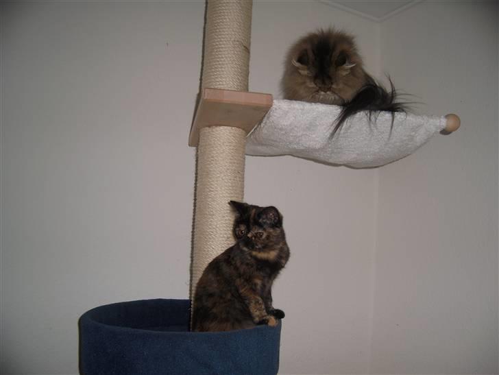 Exotic Coco Chanel *Joynes Nesbi - "Tante" Medea er ikke så begejstret for mig.. Det forstår jeg ikke, jeg er da så søøød ;-) billede 7