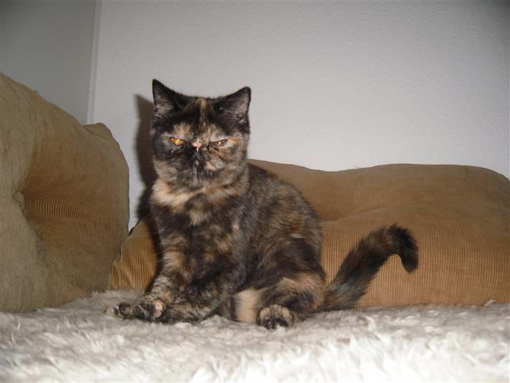 Exotic Coco Chanel *Joynes Nesbi - Jeg er en flot tortie tøs :-) billede 8