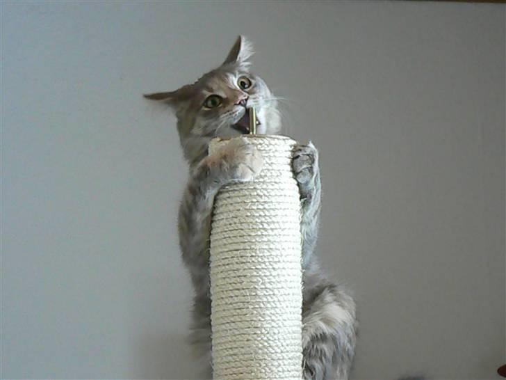 Maine Coon Misha - helt på toppen.... øh tror  jeg billede 9