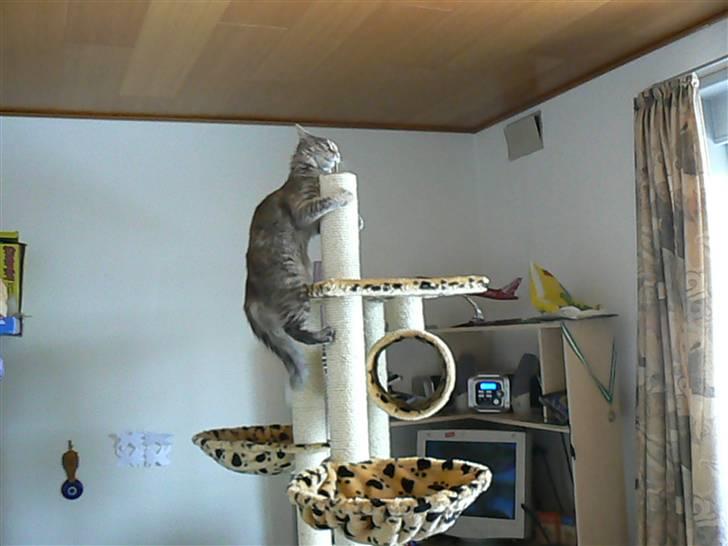 Maine Coon Misha billede 10