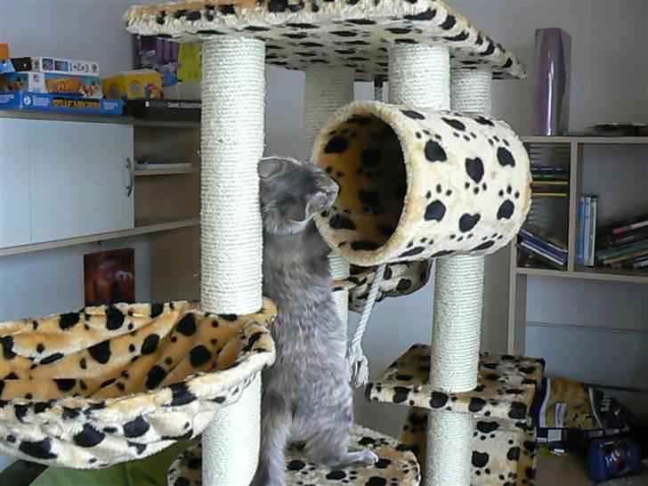 Maine Coon Misha billede 11