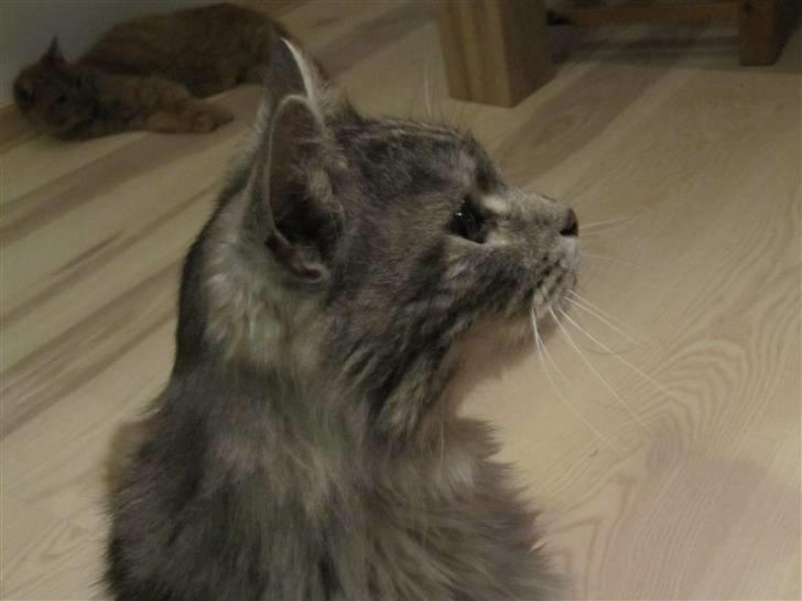 Maine Coon Asger billede 6