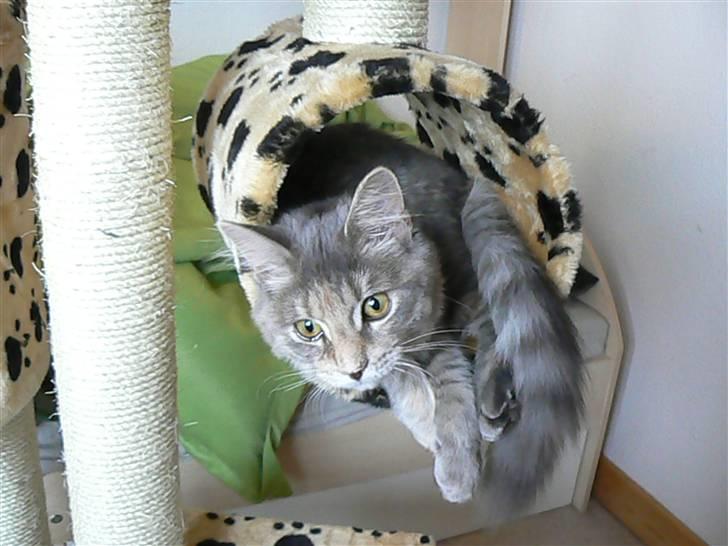 Maine Coon Misha - øv jeg er for lang..... billede 12