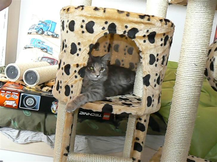 Maine Coon Misha - en hule jubiii billede 13