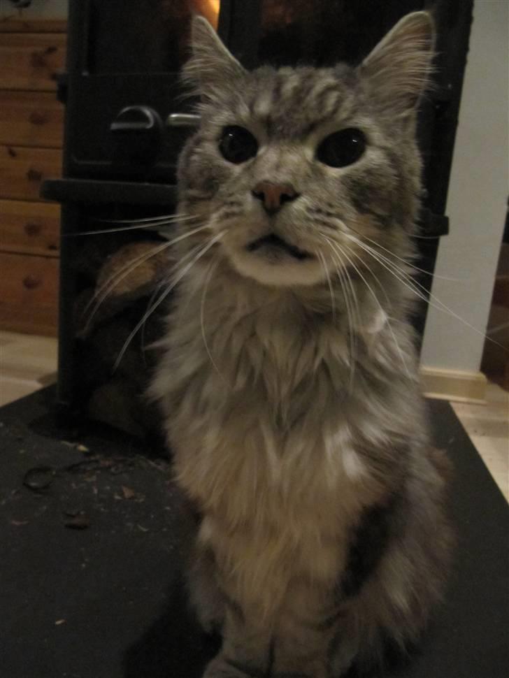 Maine Coon Asger billede 7