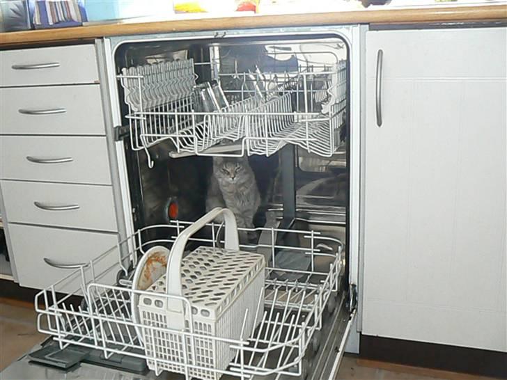 Maine Coon Misha - Jamen, jeg vil gerne hjælpe!! billede 14