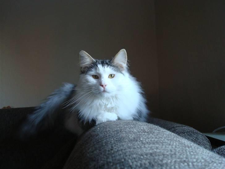 Norsk Skovkat Kejserheden's Gustau - Gustau slapper af (Vinter 2010) billede 6