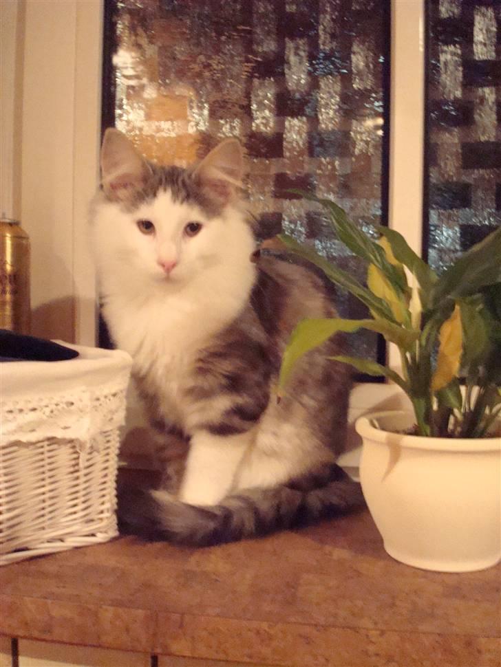 Norsk Skovkat Kejserheden's Gustau - Ja mor ville lige have et billede af mig da jeg lige var kommet hjem... (Januar 2010) billede 20