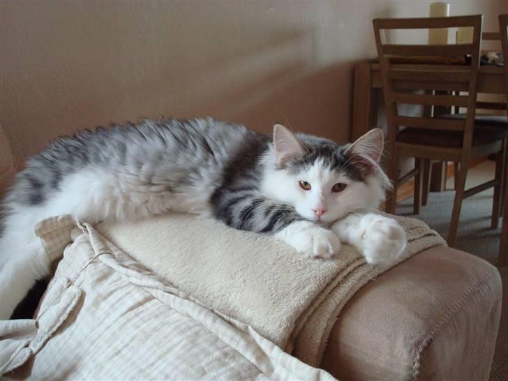 Norsk Skovkat Kejserheden's Gustau - Så slænger man sig lige... (Sommer 2010) billede 15