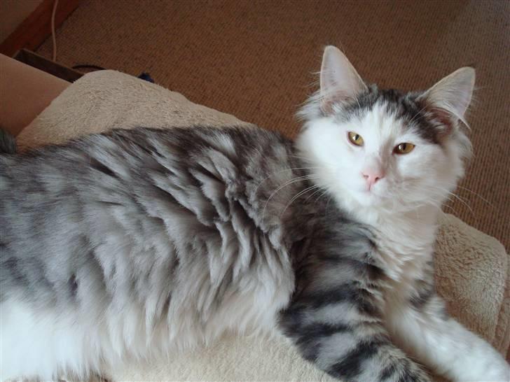 Norsk Skovkat Kejserheden's Gustau - (Sommer 2010) billede 16