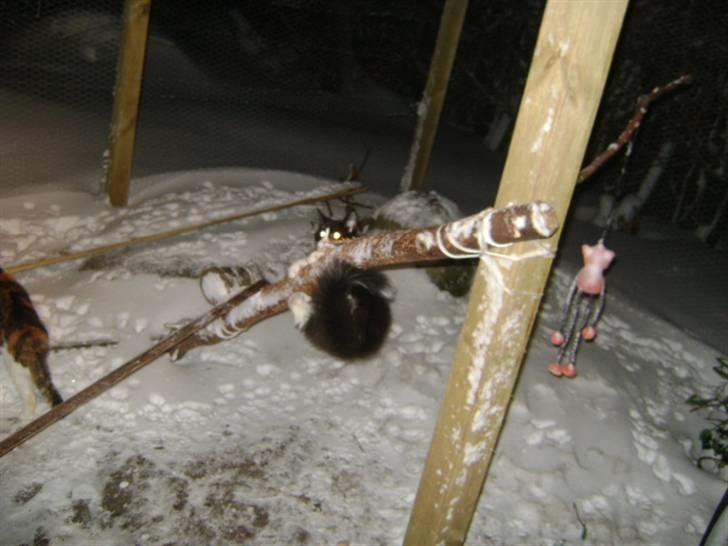 Norsk Skovkat Dansbjergs Felix - altså..kan ikke rigtigt komme op....Miau billede 14