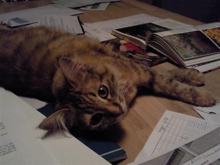 Blanding af racer Trille billede 1