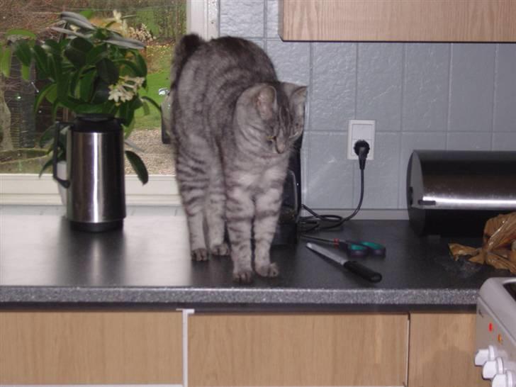 Huskat Fede Mis *Hjemme igen:o)* - Fede mis er "kommet til" at snige sig op på køkkenbordet ;-) billede 13