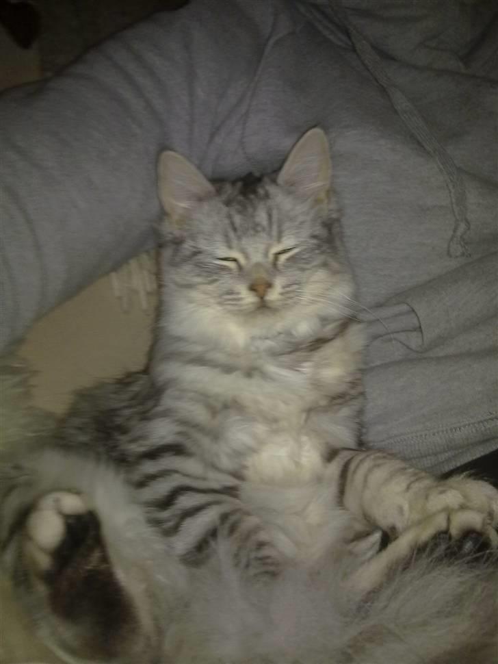 Blanding af racer MOLLY - R.I.P d. 01.01.11 billede 1