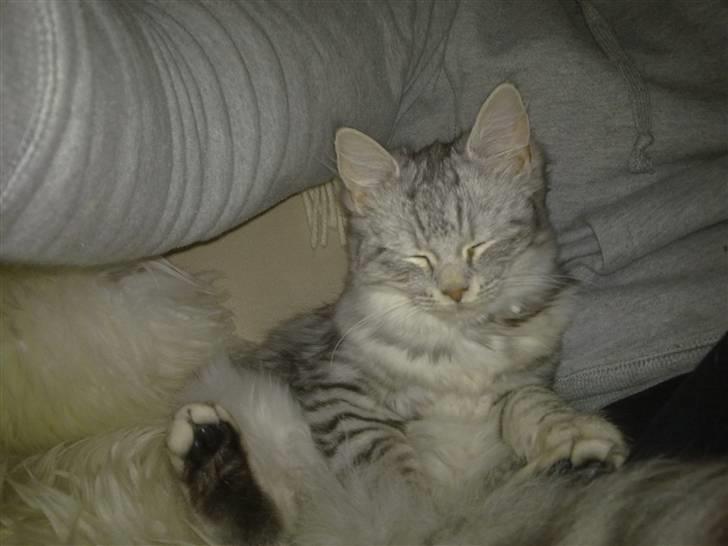 Blanding af racer MOLLY - R.I.P d. 01.01.11 billede 2