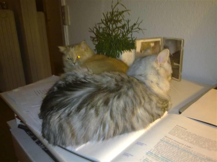 Blanding af racer MOLLY - R.I.P d. 01.01.11 billede 3