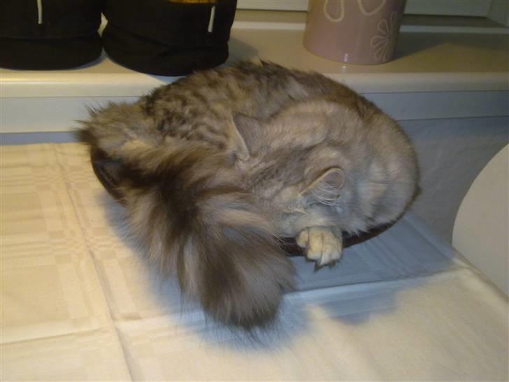 Blanding af racer MOLLY - R.I.P d. 01.01.11 billede 4