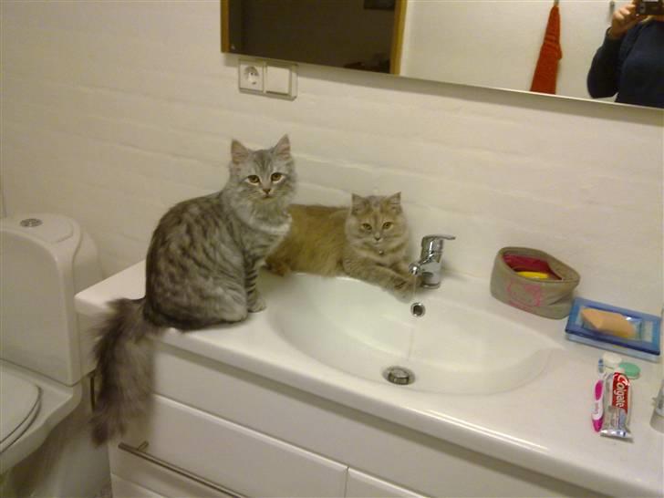 Blanding af racer MOLLY - R.I.P d. 01.01.11 billede 5