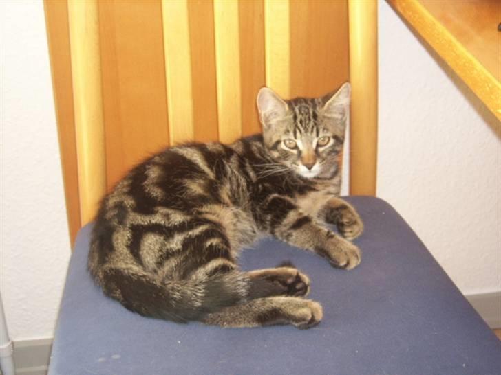 Huskat basse billede 1