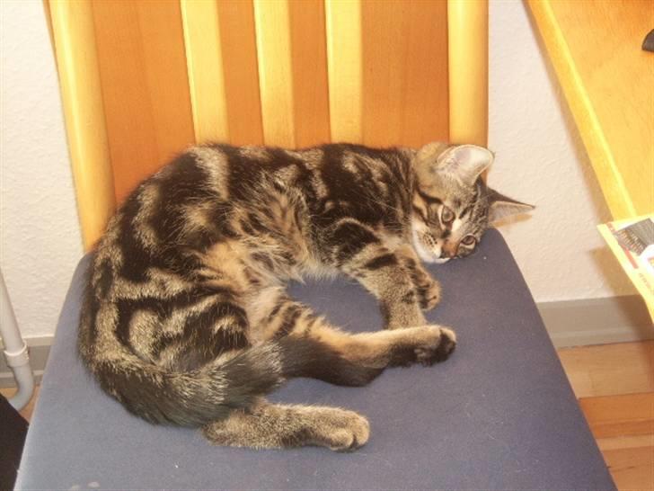 Huskat basse billede 2