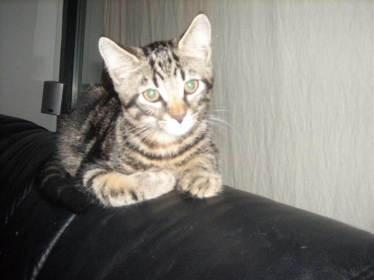 Huskat basse billede 3