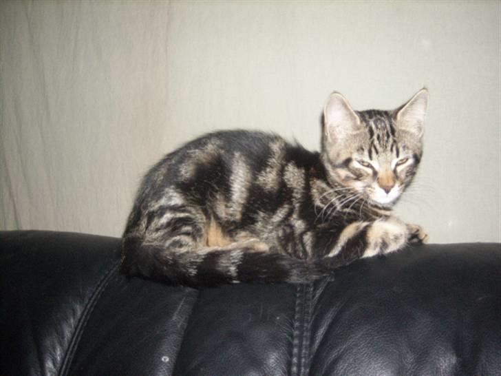 Huskat basse billede 4