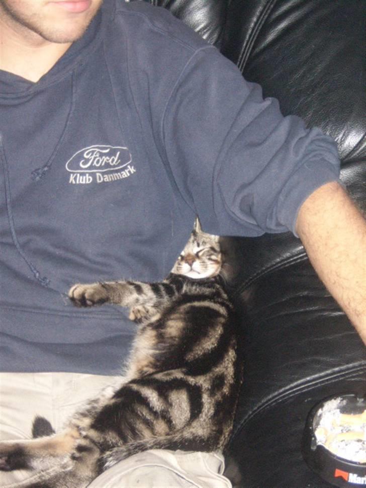 Huskat basse billede 5