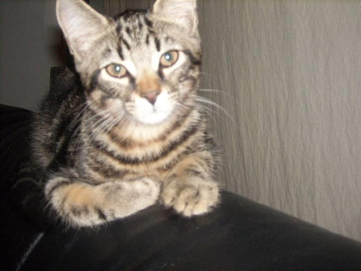 Huskat basse billede 6