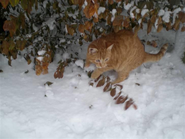 Huskat Otto RIP billede 8