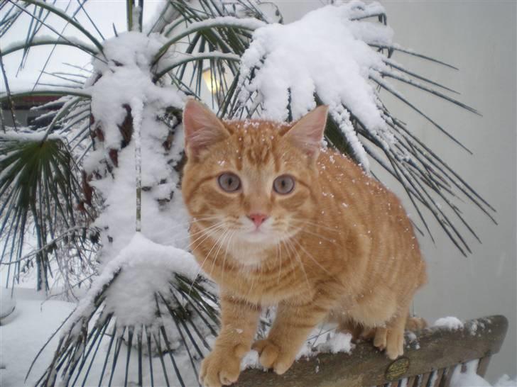 Huskat Otto RIP billede 9