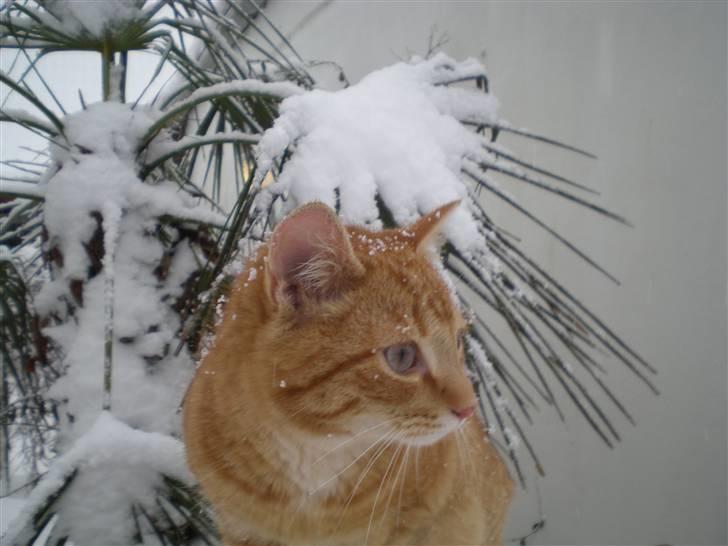 Huskat Otto RIP billede 10