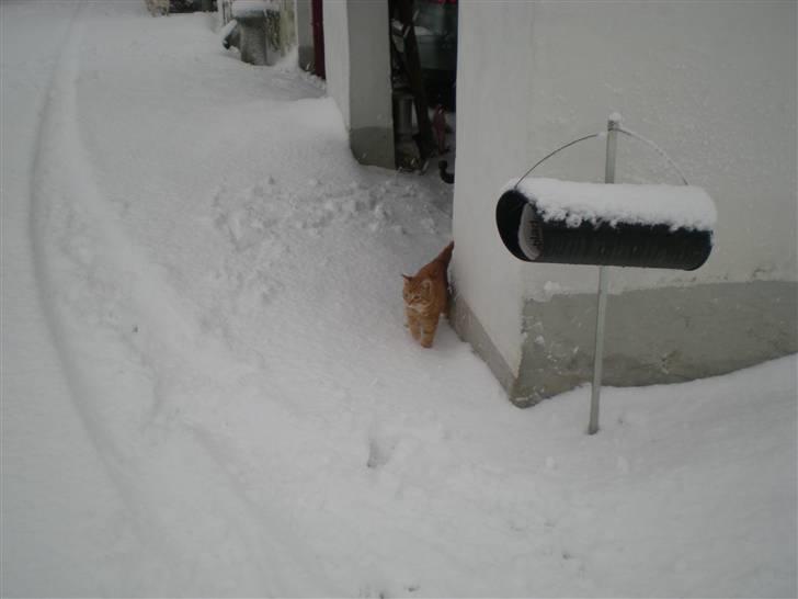 Huskat Otto RIP billede 11