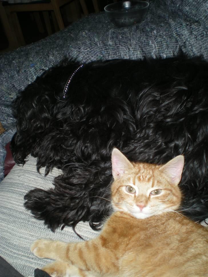 Huskat Otto RIP billede 12